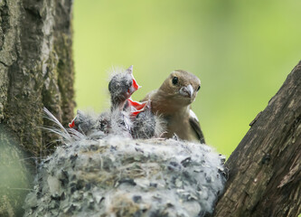 bird Chaffinch feeds its young hungry Chicks in the nest
