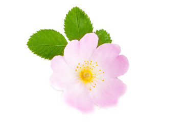 Rosehip flower with leaf isolated on white background © kolesnikovserg