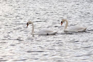 Couple of swans swimming in the river