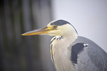 Grey Heron Close Up