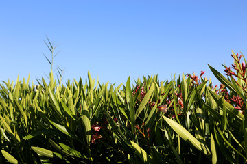 Hecke aus Büschen am Mittelmeer
