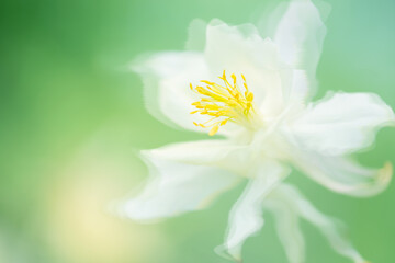 Beautiful white flower with beautiful petals on a delicate background. Aquilegia flower.