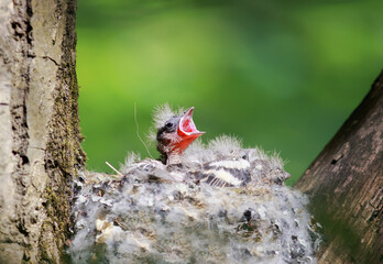 hungry baby Finch out of the nest their open hungry beaks waiting parents
