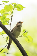  Nightingale sing loudly in spring forest