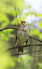bird  thrush sings loudly in the spring woods