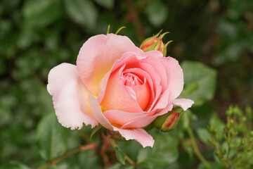 zweig mit rosa, gelb gefüllter rosenknospe am aufblühen und zwei geschlossenen blütenknospen, makro