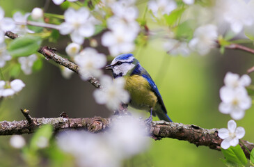 blue tit sitting in spring Park surrounded by the blossoming branches of Apple trees
