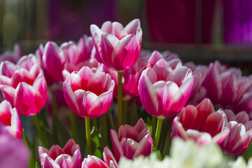 Lots of Different Colorful Dutch Tulips in Keukenhof National Flowers Garden in Holland.