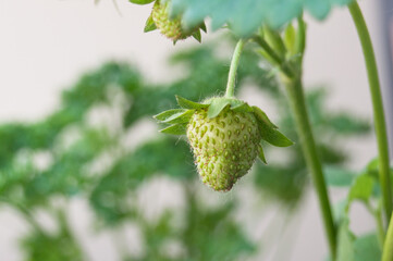 fraises bio encore vertes dans un jardin potager