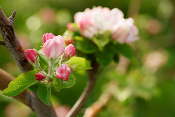 Apple tree flower blossoming at spring time, floral background