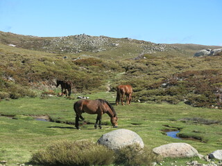Chevaux Montagne