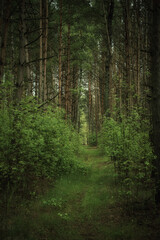 Obraz premium Ciemny nastrojowy las ze ścieżką i zielonymi drzewami, naturalne zewnętrzne tło vintage