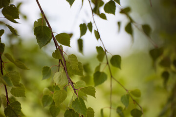 Sunny young green spring leaves of birch tree, natural eco seasonal background with copy space