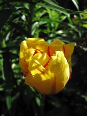 Tulip in the garden.