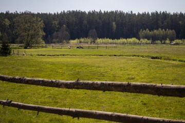 Fototapeta premium green fields with forests