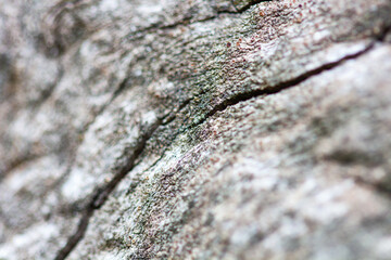 Wooden texture outdoors closeup, macro shot