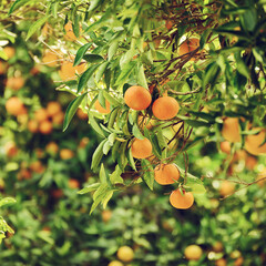 Tangerine sunny garden with green leaves and ripe fruits. Mandarin orchard with ripening citrus fruits. Natural outdoor food background