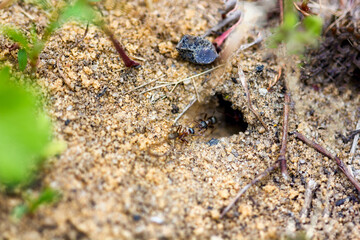 Closeup of brown ant fight on the ground, macro shot