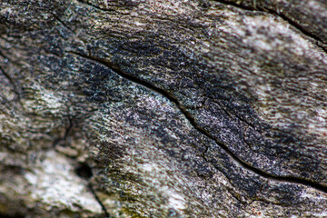 Old wooden texture outdoors closeup, macro shot