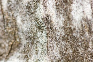 Light wooden texture outdoors closeup, macro shot