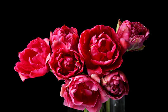 Fototapeta Beautiful tulip flowers on black background