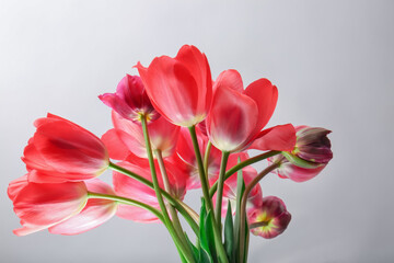 Beautiful tulip flowers on light background