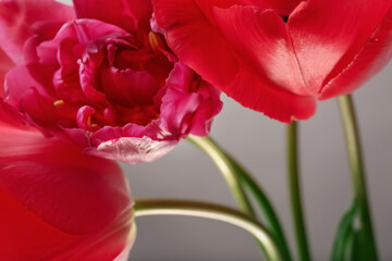 Beautiful tulip flowers on light background, closeup