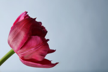 Beautiful tulip flower on light background