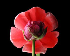 Beautiful tulip flowers on black background, closeup