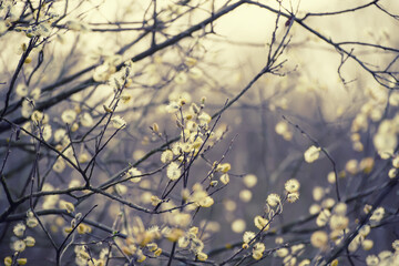 Blooming willow branch in springtime, seasonal vintage easter background with copy space