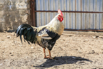 Domestic cock in poultry yard on sunny day