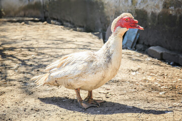 Duck in poultry yard on sunny day