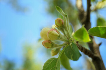 Fototapeta premium Apple blossom buds on blurred background