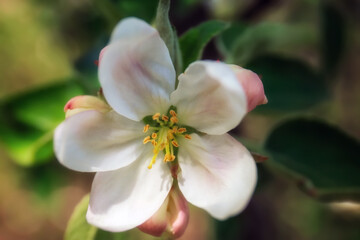 Fototapeta na wymiar Apple blossom on blurred background