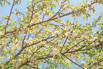Branches of blossoming fruit tree on sunny day