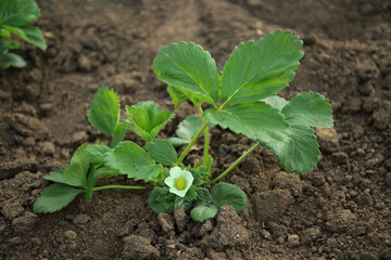 Strawberry plant in garden