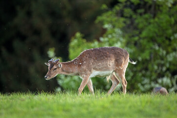 fallow deer, dama dama, Czech republic
