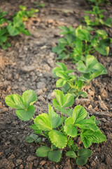 Strawberry plants in garden