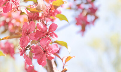 Branch with blooming flowers on blurred background