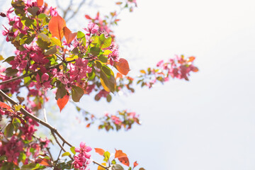 Obraz na płótnie Canvas Tree with blooming flowers on sunny day