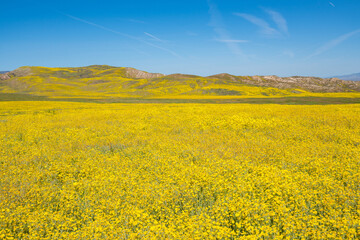 A spring superbloom of flowers in the Carrizo Plain National Monument