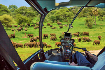 African elephants in Tarangire National Park Tanzania on green grass savanna, Tanzania. Helicopter cockpit with pilot arm and control console inside the cabin.