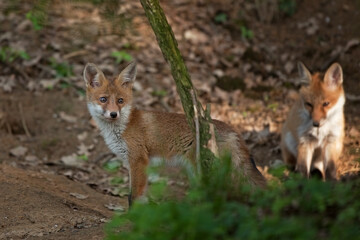 red fox, vulpes vulpes, Czech republic
