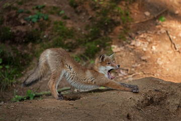 red fox, vulpes vulpes, Czech republic