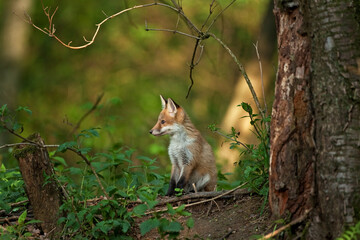 red fox, vulpes vulpes, Czech republic