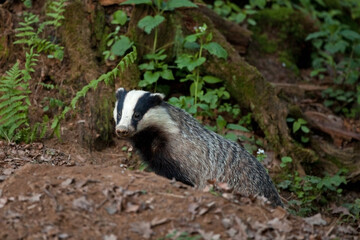 european badger , meles meles, Czech republic