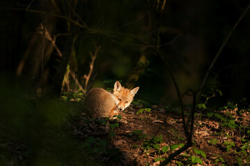 red fox, vulpes vulpes, Czech republic