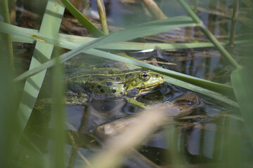 Frog in pond