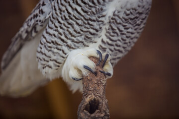 Close up of white faced owl feet and claws