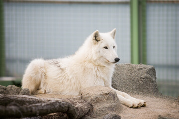 Fototapeta na wymiar Arctic White Wolf Canis lupus arctos aka Polar Wolf or White Wolf